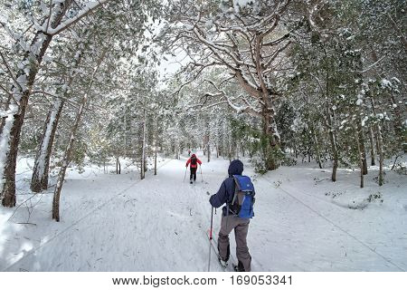 nordic skiers in snowy forest of Etna Park, Sicily 