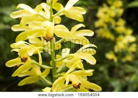 Bright yellow orchid flowers in early summer
