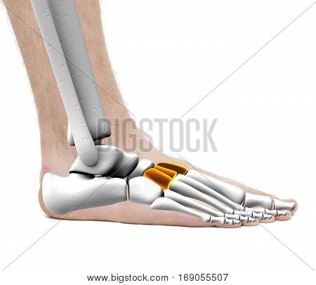 Cuneiform Bones - Anatomy Male - Studio Photo Isolated On White