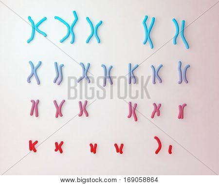 Normal human male karyotype. 3D illustration. Human chromosomes