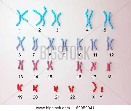 Normal human male karyotype, labeled. 3D illustration