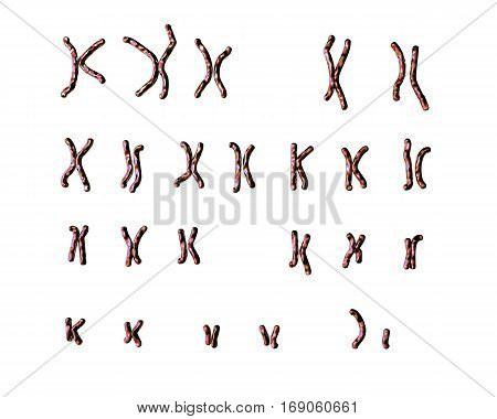 Normal human male karyotype, unlabeled. 3D illustration