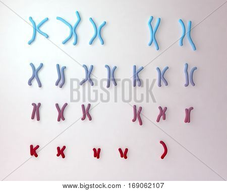 Turner s-syndrome karyotype, unlabeled. X0 karyotype. 3D illustration