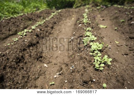 Green sesame cotyledons on lined field ridges