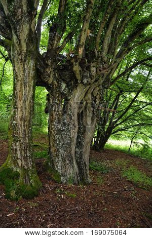 Old rotten and distorted tree in spring
