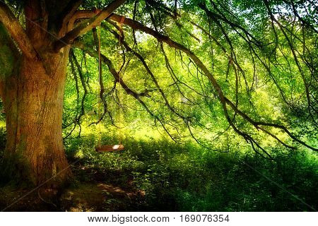 A swing in a big tree in the spring