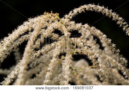 Macro of blossom of goatsbeard (Aruncus dioicus) with dark background