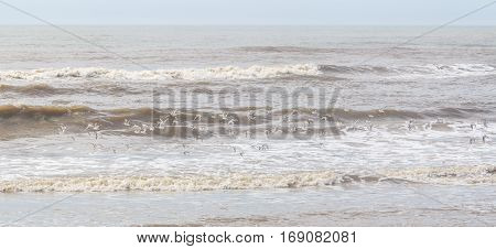 Sanderling At The Beach