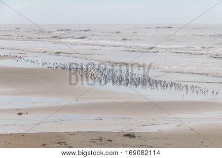 Sanderling At The Beach