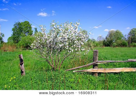 aple selvaggio albero vicino al vecchio recinto