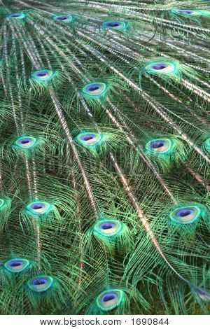 Павлиньими перьями