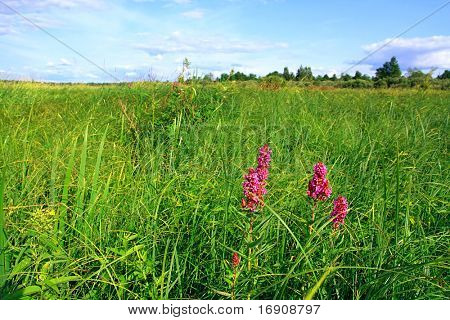lilla flowerses på grønne felt