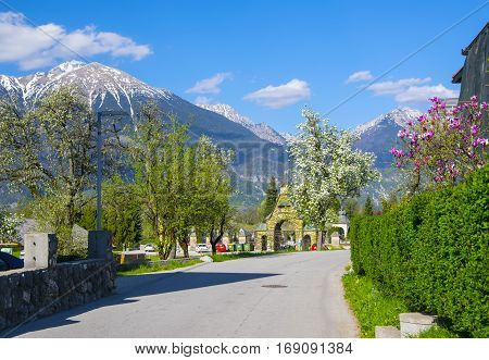 Street in alpine village with blossom trees with mountains covered by snow in background at sunny spring day, Slovenia