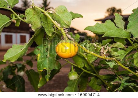 Yellow Berried Nightshade [Solanum xanthocarpum Schrad. & Wendl.]