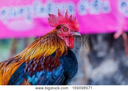 colorful rooster on nature background in farm