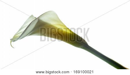 Calla Lily In White