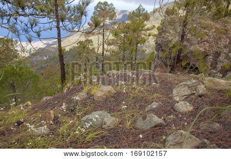 Flora Of Gran Canaria