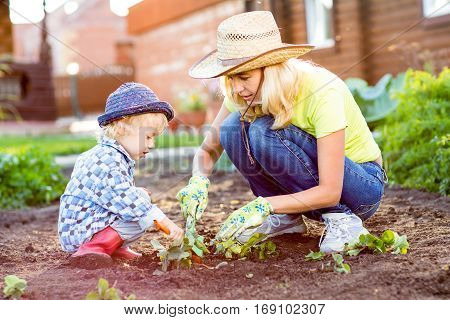 Child and his mother planting strawberry seedling into fertile soil outside in garden