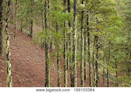 Central Gran Canaria