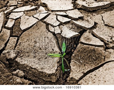 plant in dry land