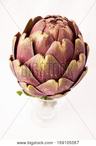 Artichoke typical Roman vegetable Italy in the studio on a white background.