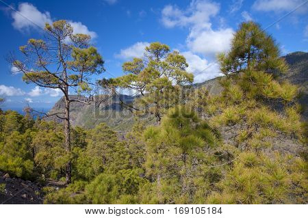 central Gran Canaria Nature Park Tamadaba canarian Pine trees on the slopes