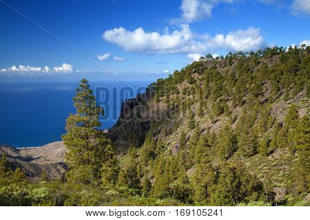 central Gran Canaria Nature Park Tamadaba canarian Pine trees on the slopes