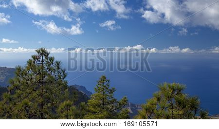 central Gran Canaria Nature Park Tamadaba canarian Pine trees on the slopes Teide on Tenerife visible over clouds
