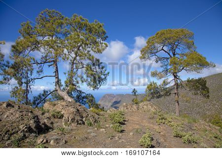 central Gran Canaria Nature Park Tamadaba canarian Pine trees on the slopes