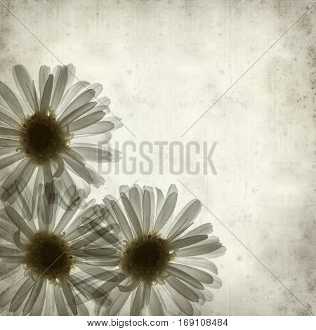 textured old paper background with backlit daisy flower