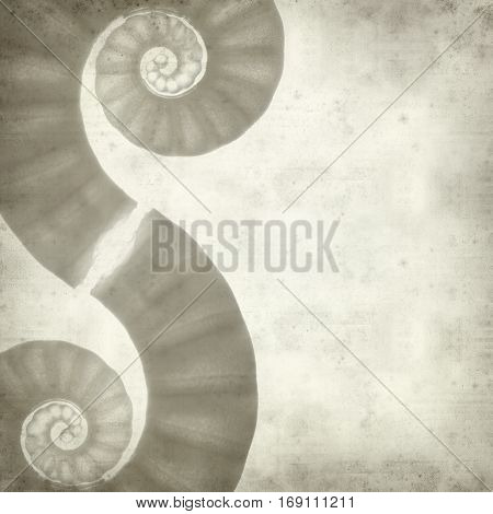 textured old paper background with ram horm shell