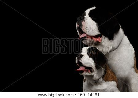 Close-up Head of Two Saint Bernard Dog, Puppy and her Mom on Isolated Black Background, Profile view