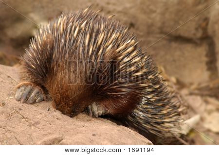 Shy Animal