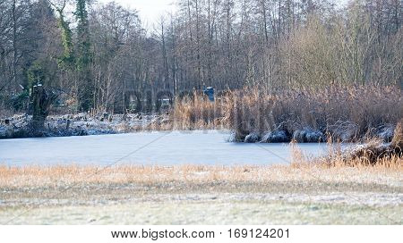 Blue heron flying over frozen lake with reed.