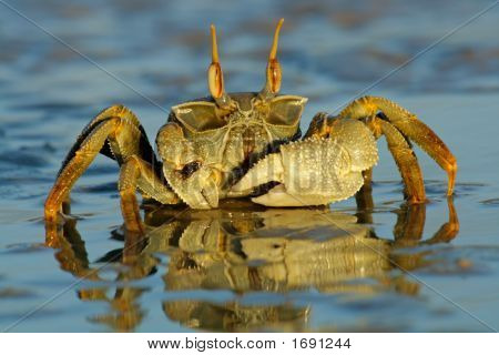Duch krab