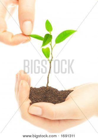 Des mains humaines et jeune Plant