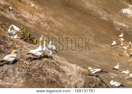 Muriwai Gannet Colony, Muriwai Regional Park, West Coast of the North Island in Auckland,New Zealand