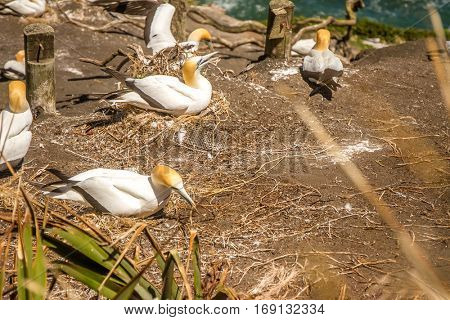 Muriwai Gannet Colony, Muriwai Regional Park, West Coast of the North Island in Auckland,New Zealand