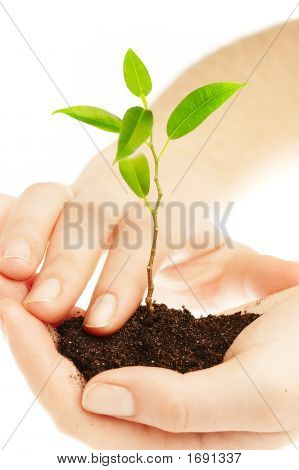 Des mains humaines et jeune Plant