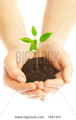 Des mains humaines et jeune Plant