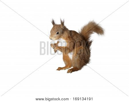 Taxidermy Red Squirrel on isolated white background