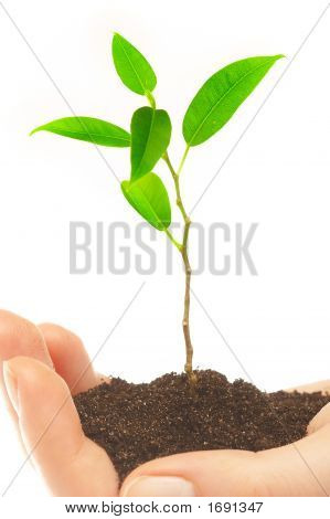 Des mains humaines et jeune Plant
