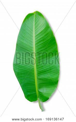 banana leaf isolated on white background File contains a clipping path.