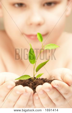 Le garçon observe la culture d'un jeune Plant.