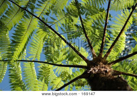 Tropische Fern
