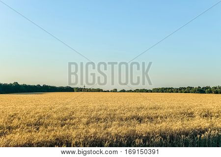 Evening ripe rye field. Agricultural background.Ripe harvest.