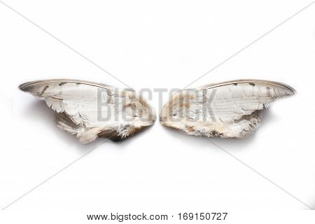 Two separated owl wings from the inner side