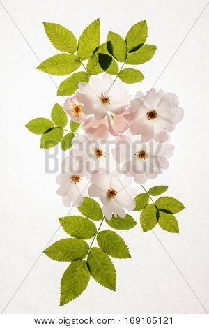 wild roses