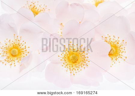 wild roses