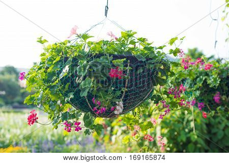 Torenia fournieri hang on flower pot show nature concept